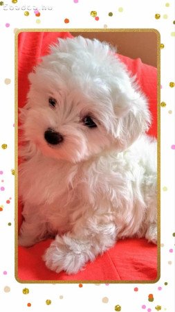 Havanese csodaszép kutyusok