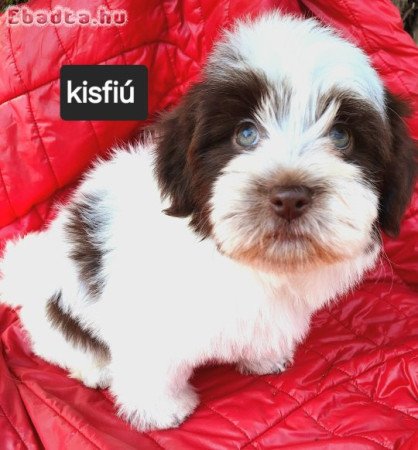 Havanese csodaszép kutyusok