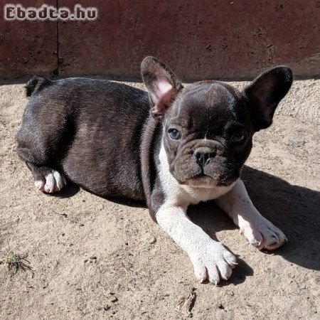Francia bulldog kiskutyák