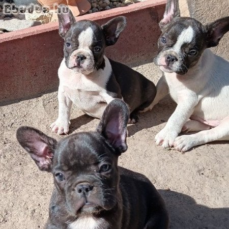 Francia bulldog kiskutyák