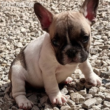 Francia bulldog kiskutyák