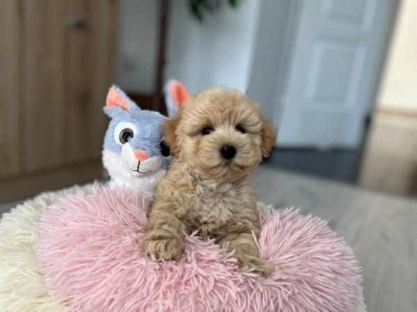 Maltipoo