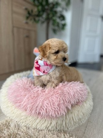 Maltipoo