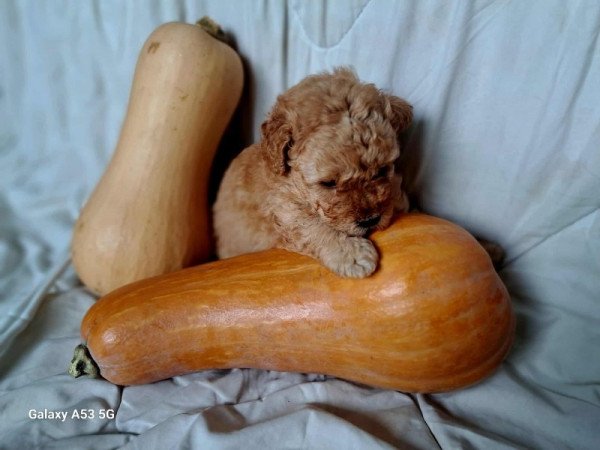 Máltai+uszkár=Maltipoo havanese bichon