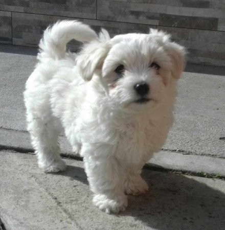 Bichon Havanese