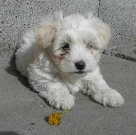 Bichon Havanese