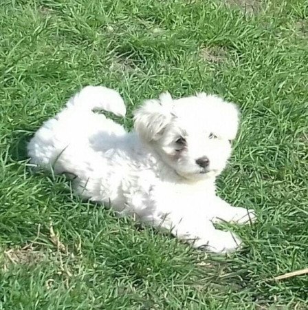 Bichon Havanese