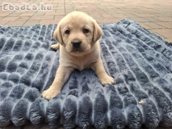 Eladó kiskutya labrador