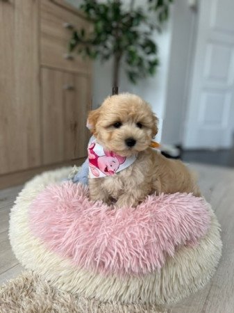 Maltipoo