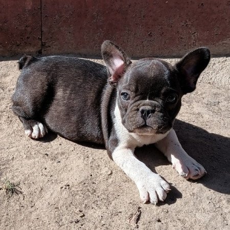 Francia bulldog