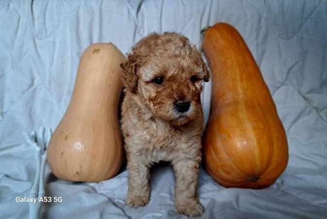 Máltai+uszkár=Maltipoo havanese bichon