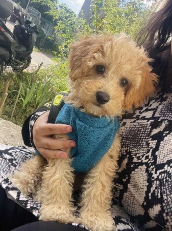 Maltipoo maltai es torpe uszkar