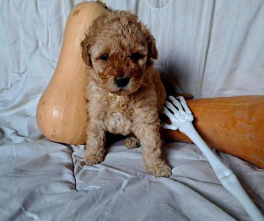 Máltai+uszkár=Maltipoo havanese bichon