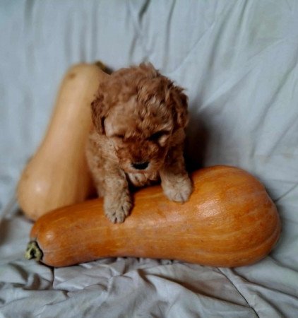 Máltai+uszkár=Maltipoo havanese bichon