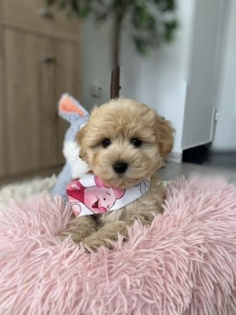 Maltipoo