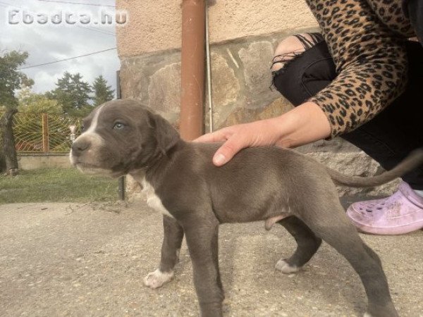 Eladó fajtiszta  amerikai staffordshire terrier