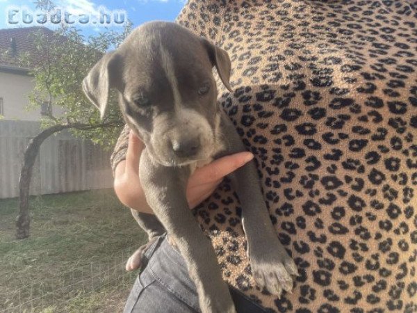 Eladó fajtiszta  amerikai staffordshire terrier