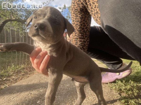 Eladó fajtiszta  amerikai staffordshire terrier