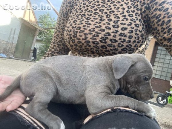 Eladó fajtiszta  amerikai staffordshire terrier