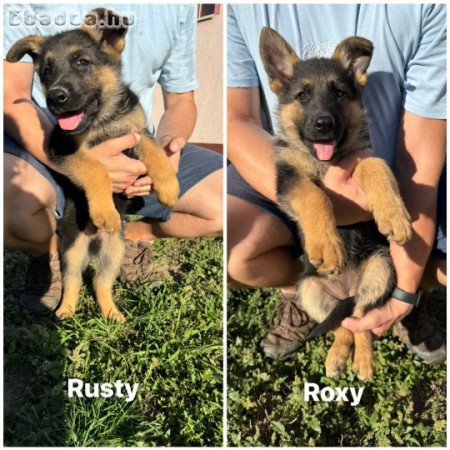 Németjuhász kiskutyák