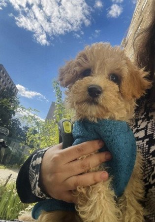 Maltipoo maltai es torpe uszkar