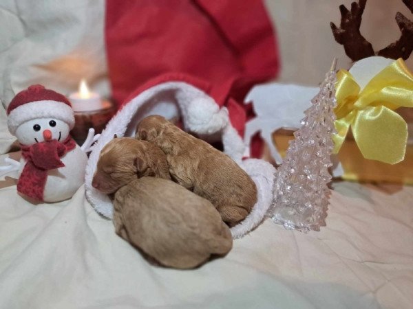 Máltai+uszkár=Maltipoo havanese bichon