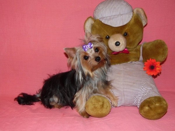 Yorkshire Terrier, Yorki