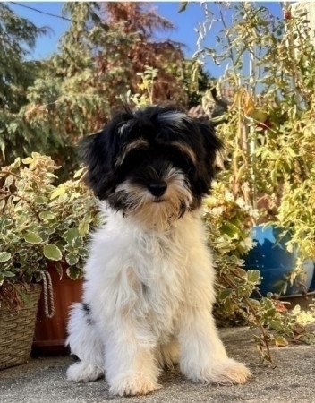 Bichon havanese