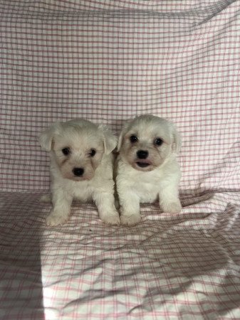 Bichon havanese