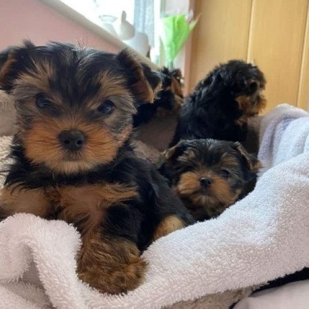 Yorkshire terrier
