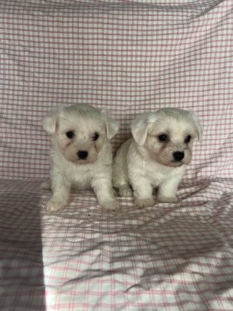 Bichon havanese