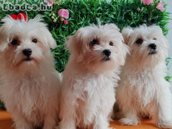 Offer four beautiful female Maltese