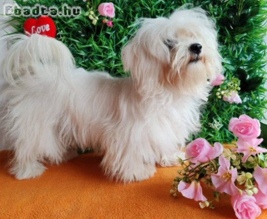 Offer four beautiful female Maltese