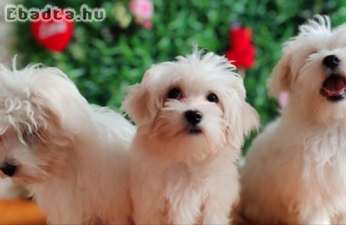 Offer four beautiful female Maltese