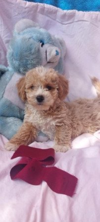 Maltipoo