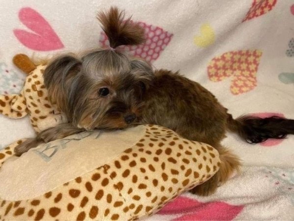 Yorkshire terrier