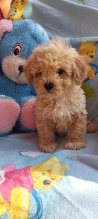 Maltipoo
