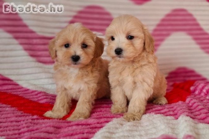 mini maltipoo eladó máltai selyem × toy uszkár