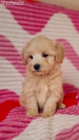 mini maltipoo eladó máltai selyem × toy uszkár