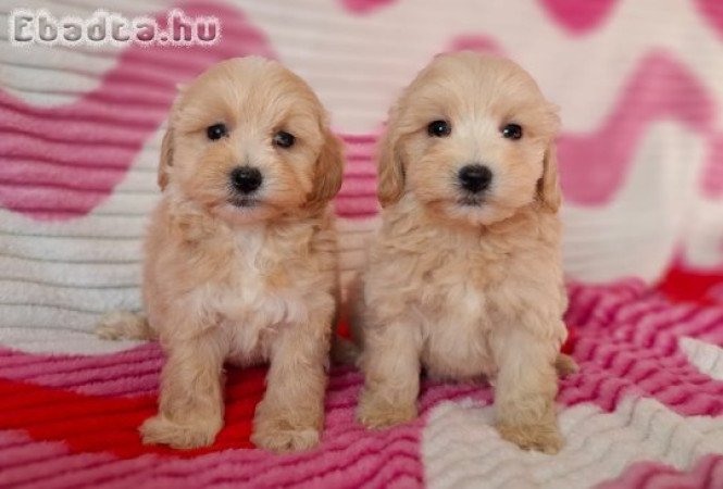 mini maltipoo eladó máltai selyem × toy uszkár
