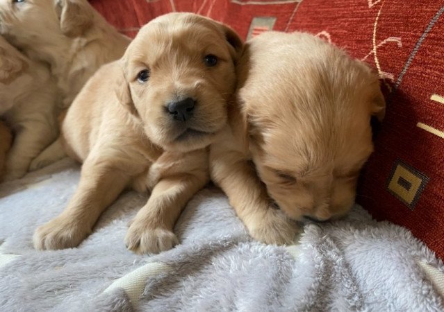 Golden Retriever