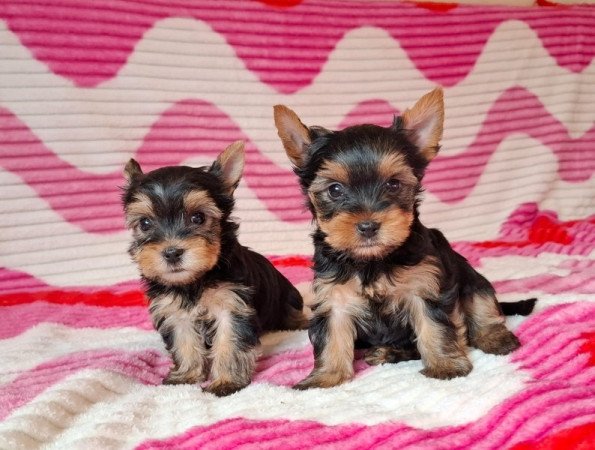 yorkshire terrier