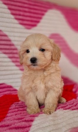 Maltipoo