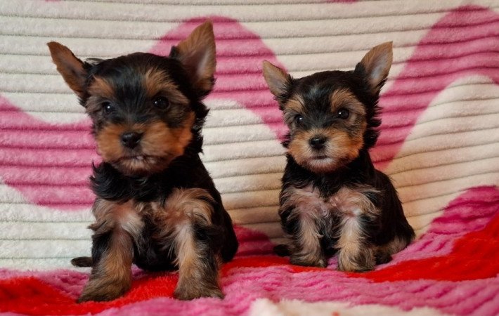 yorkshire terrier