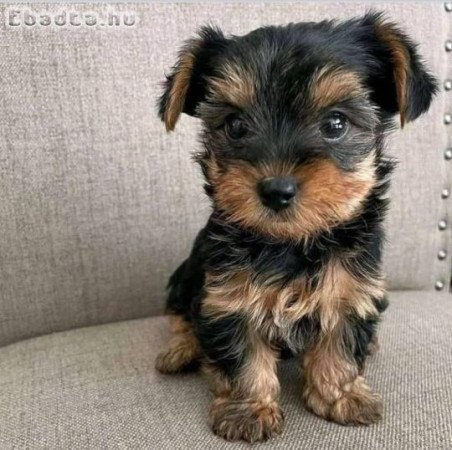 Yorkshire terrier kölykök