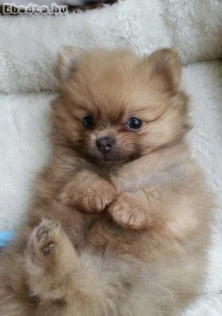 Pomerániai törpe spicc