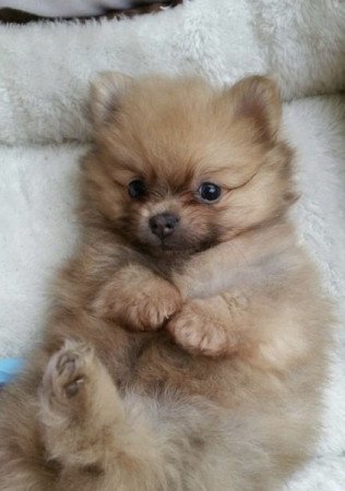 Pomerániai törpespicc