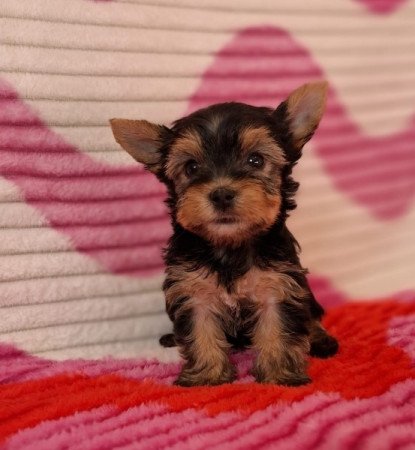 yorkshire terrier