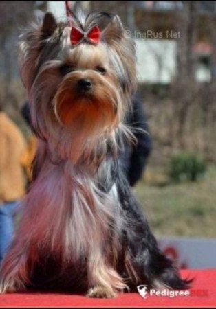 Yorkshire terrier