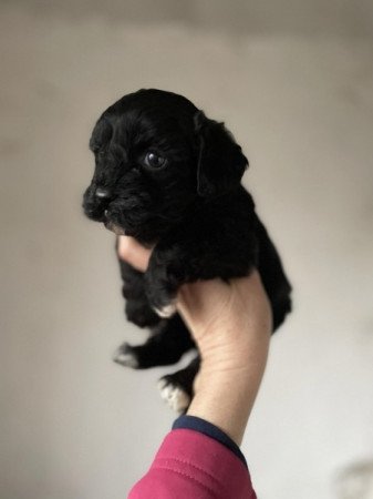 Maltipoo maltai selyem es torpe uszkar